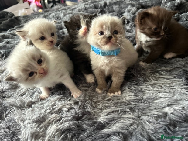 Ragdoll cats - Advert 14