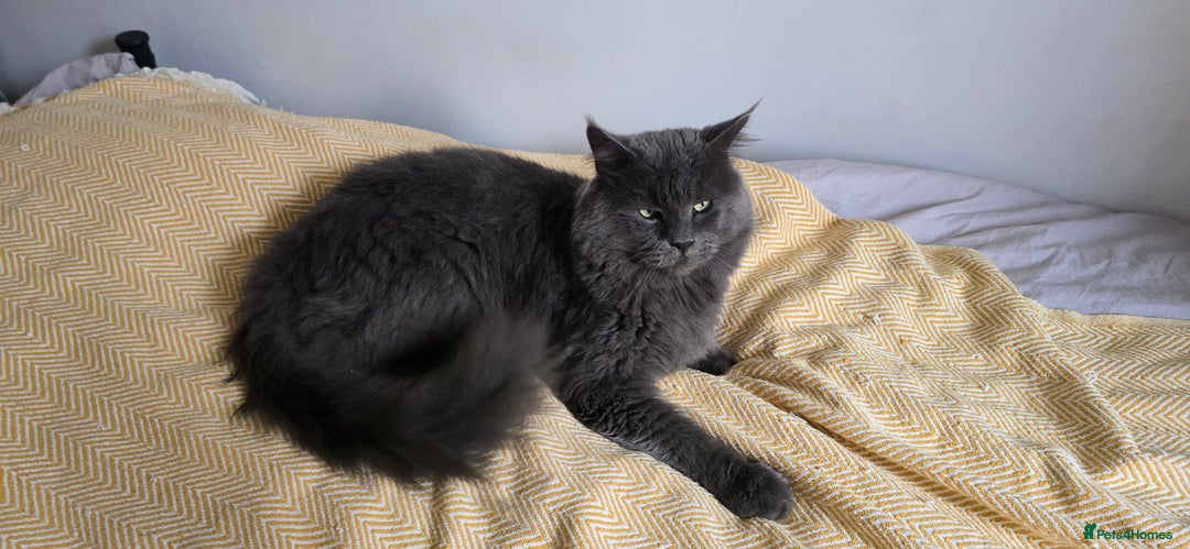 Maine Coon cats for stud: maine coon stud in Coventry - Image 2