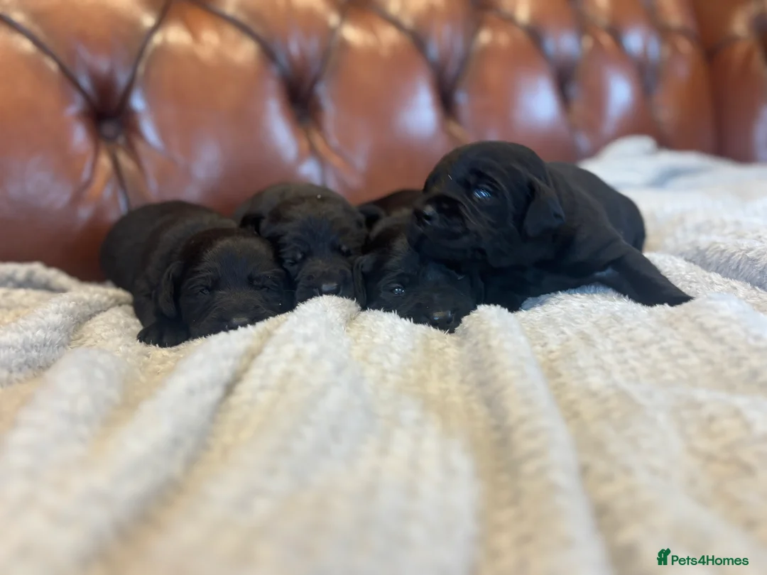 Labrador Retriever dogs for sale: Black Labrador Puppies  - Advert 4