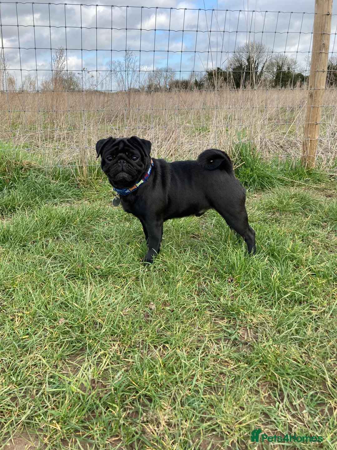 Pug dogs for stud: Health tested black pug stud  in Stevenage - Advert 3