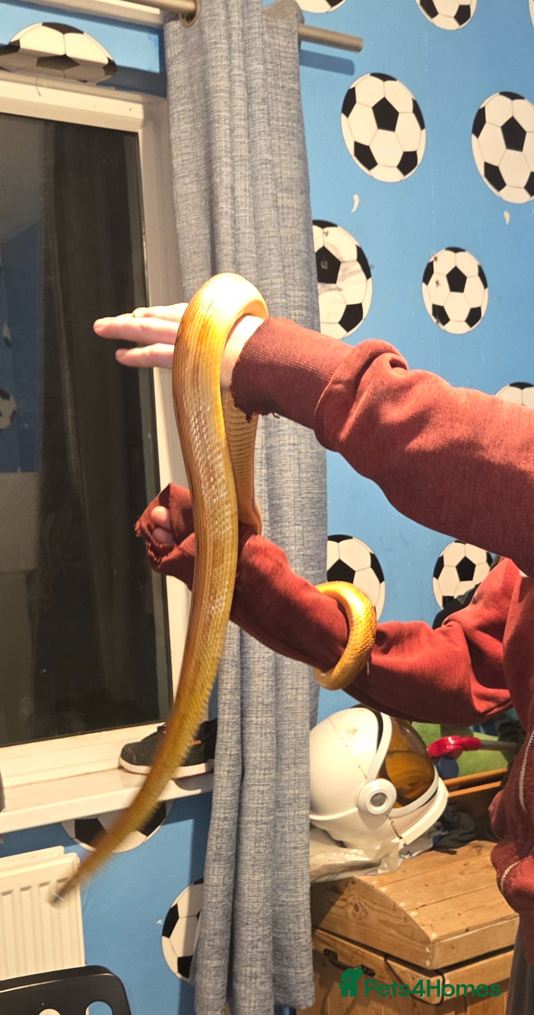 Corn Snake reptiles Male corn snake  - Advert 1
