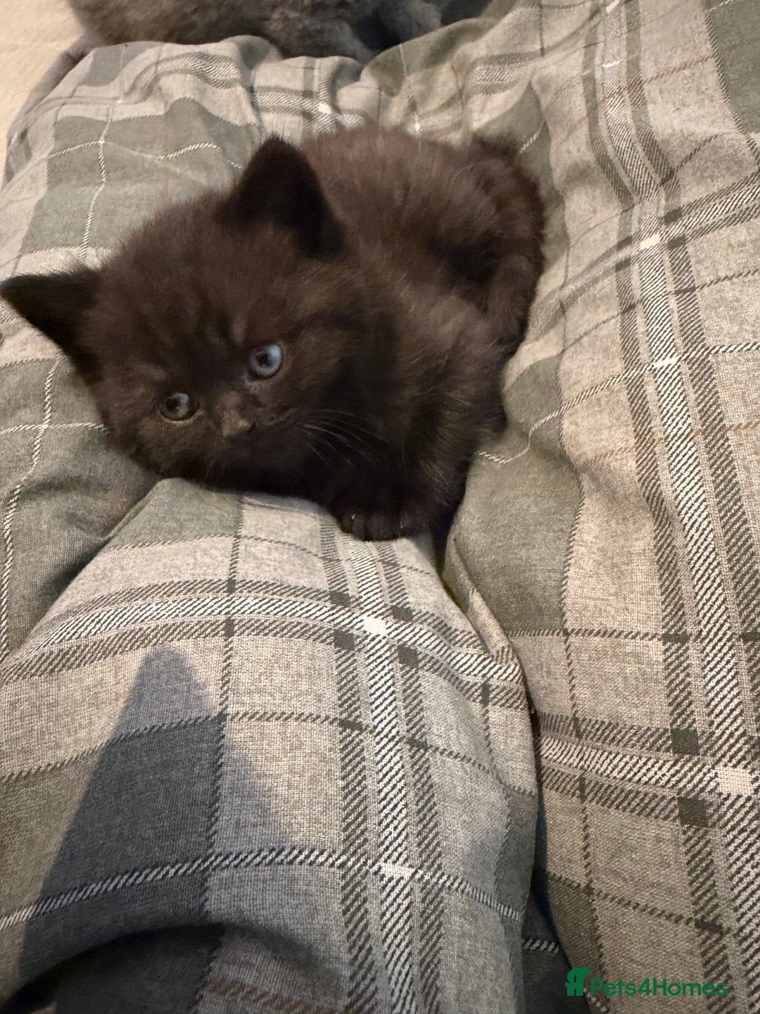 British Shorthair cats for sale: British shorthair babies - Advert 1