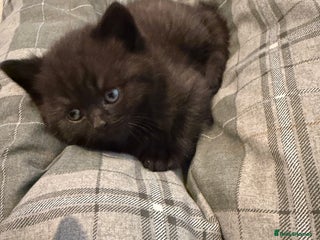 British Shorthair cats British shorthair babies - Advert 3