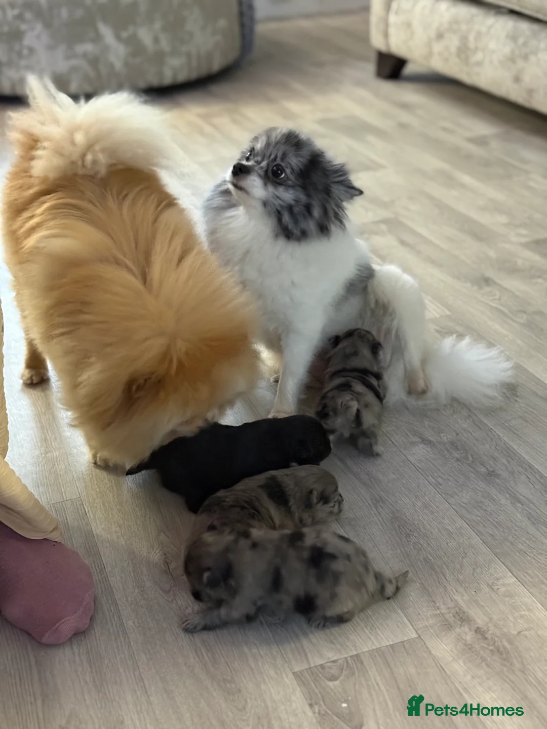 Pomeranian dogs for sale: Pomeranian puppies - Advert 7