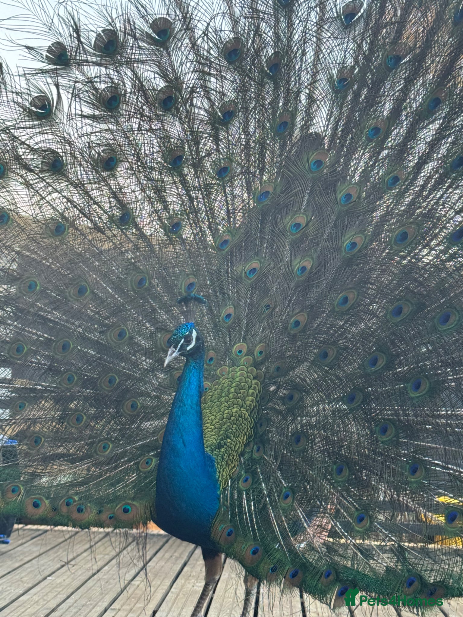 Peafowl poultry Male Indian blue peacock - peafowl - Advert 2