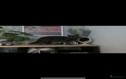 Maine Coon cats for sale: Stunning Retired Blue Maine Coon Girl(TICA) - Image 2