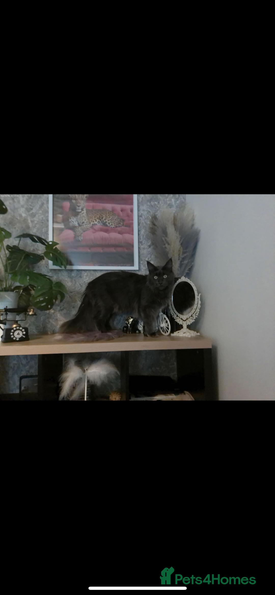 Maine Coon cats for sale: Stunning Retired Blue Maine Coon Girl(TICA) - Image 2
