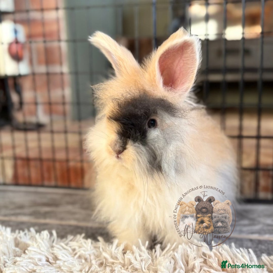 Angora rabbits for sale: Fully Vaccinated English Angoras ♥️ - Advert 10