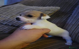 Jack Russell dogs for sale: Jack x chihuahua pups READY TO LEAVE  - Image 3