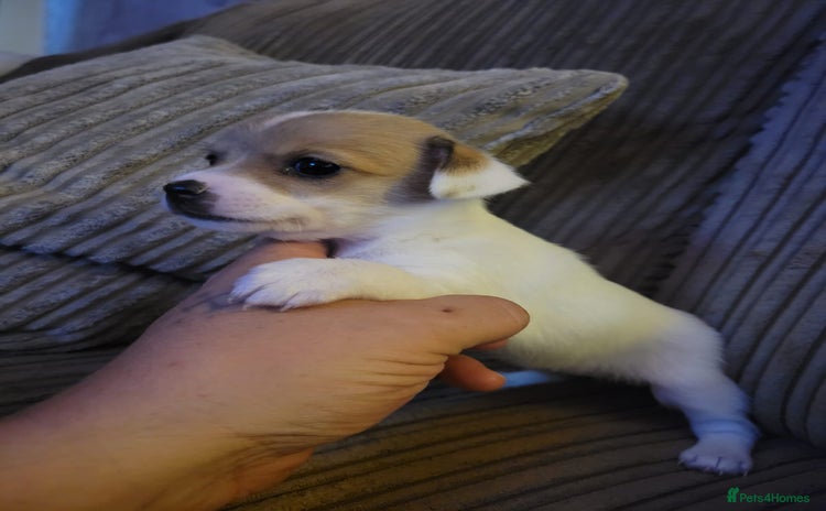 Jack Russell dogs - Advert 4