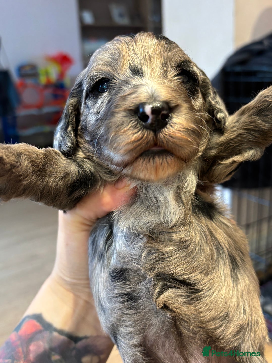 Schnoodle dogs for sale: Gorgeous schnoodle puppies  - Image 4