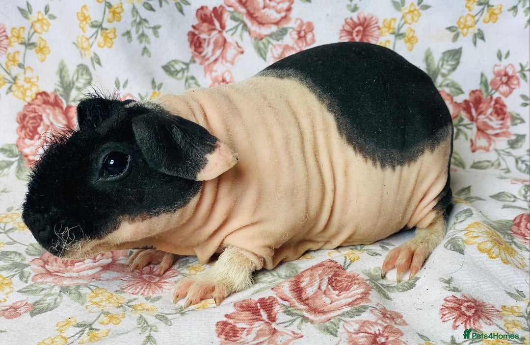 Guinea Pig rodents for sale: Pair of skinny pig baby boys ready now - Image 7