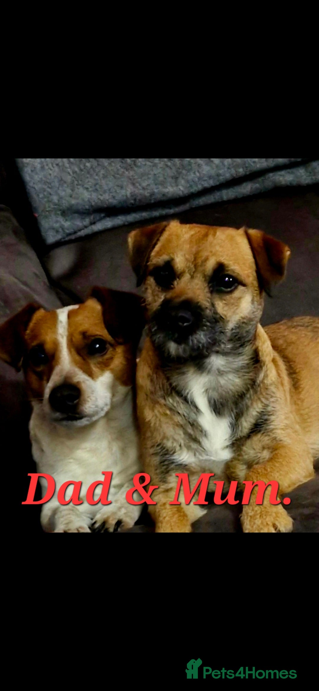 Mixed Breed dogs for sale: Border Jack Puppies. - Advert 4