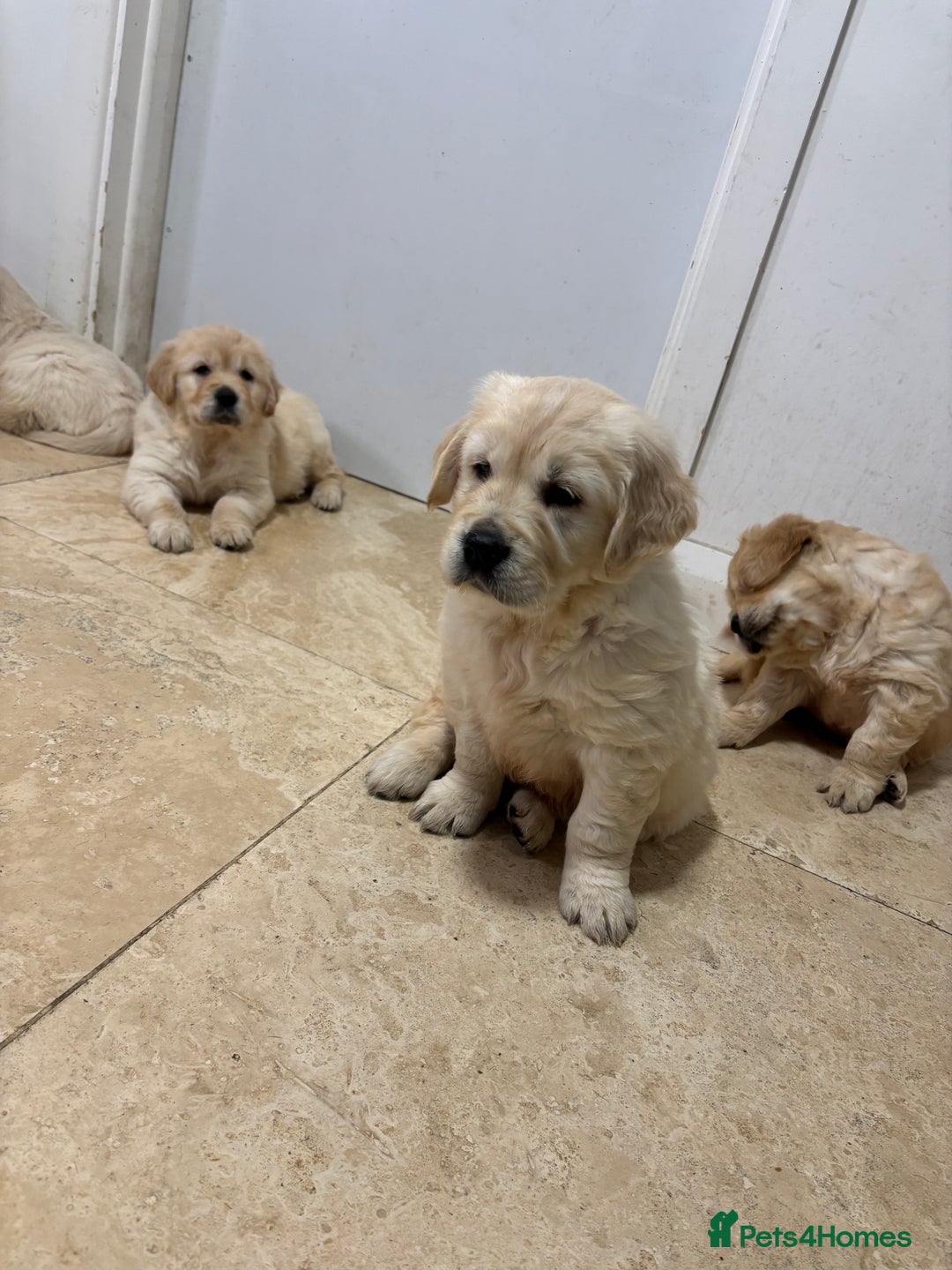 Golden Retriever dogs for sale: Golden retriever puppies  - Advert 8