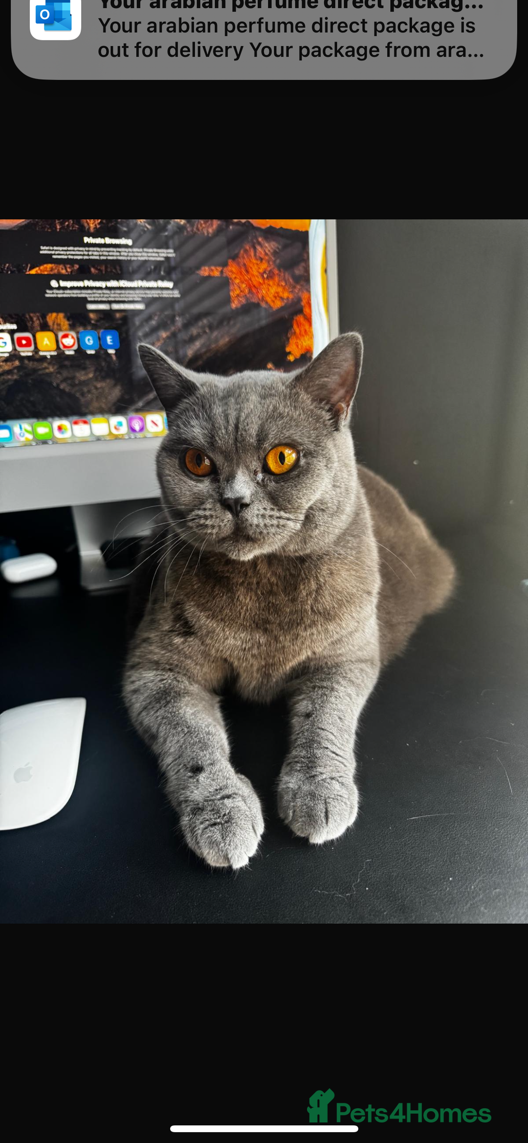British Shorthair cats for sale: 2 year old female British short hair cat.   - Image 2