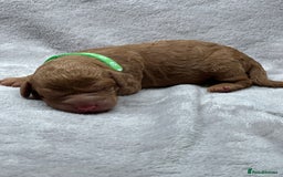 Cockapoo dogs for sale: Beautiful Cockapoo Puppies – Ready Early New Year - Advert 8