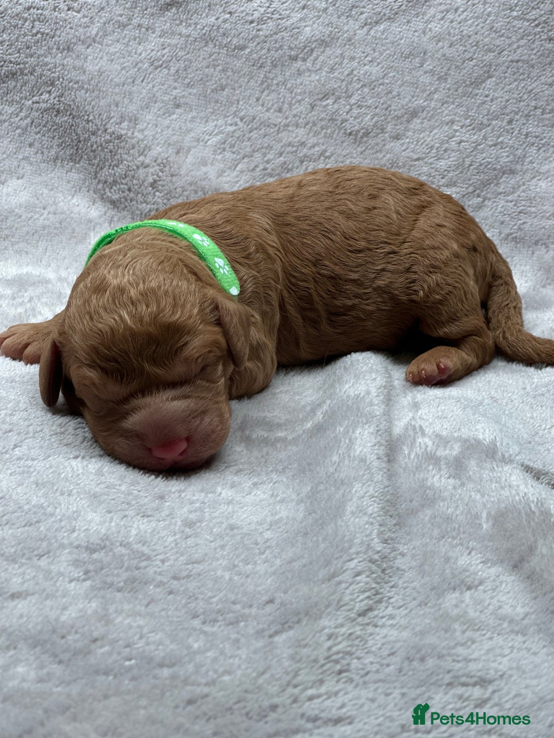 Cockapoo dogs for sale: Beautiful Cockapoo Puppies – Ready Early New Year - Advert 8