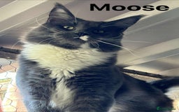 Maine Coon cats for sale: TICA Registered Maine Coon Kittens.  READY NOW  - Image 11