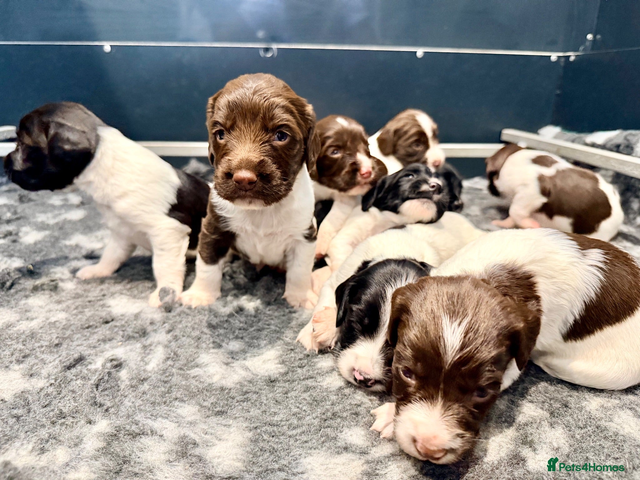 English Springer Spaniel dogs KC FTCH English Springer Spaniel Puppies - Advert 1
