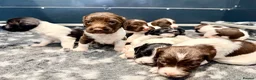 English Springer Spaniel dogs for sale: KC FTCH English Springer Spaniel Puppies - Advert 8