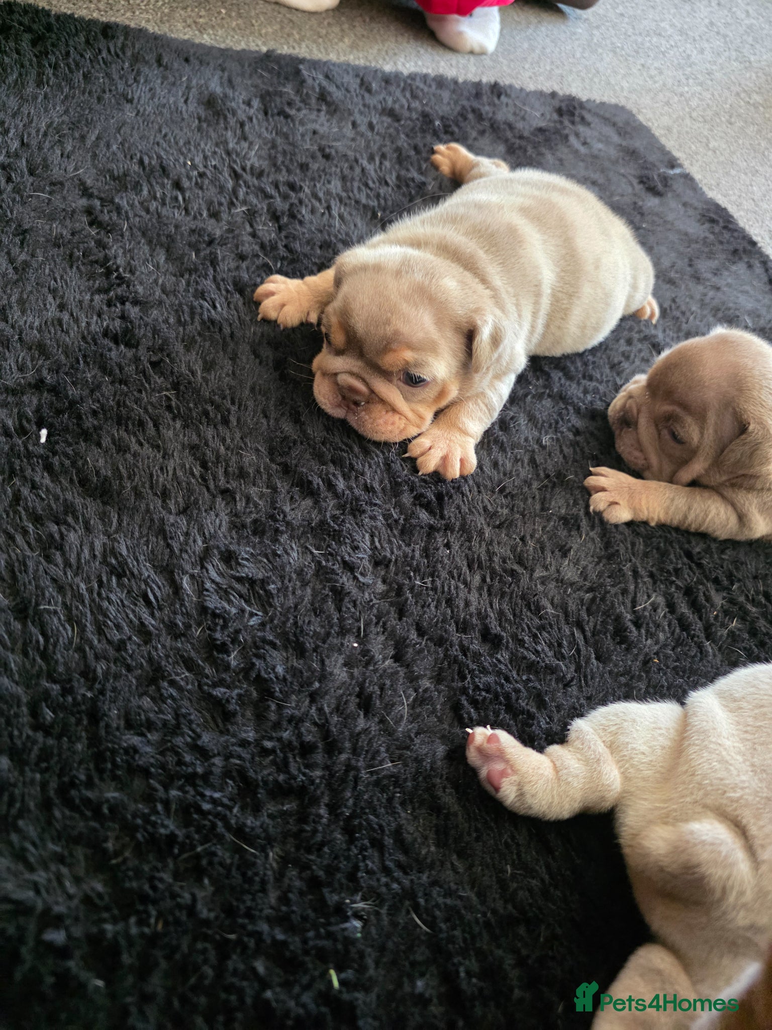 English Bulldog dogs Kc reg bulldog puppies  - Advert 15