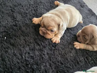 English Bulldog dogs Kc reg bulldog puppies - Advert 15