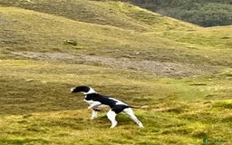 Pointer dogs for sale: English pointer puppies  - Image 4