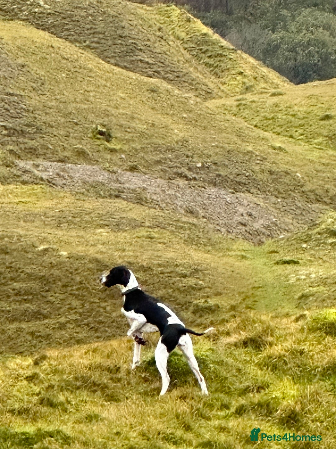 Pointer dogs for sale: English pointer puppies  - Image 4