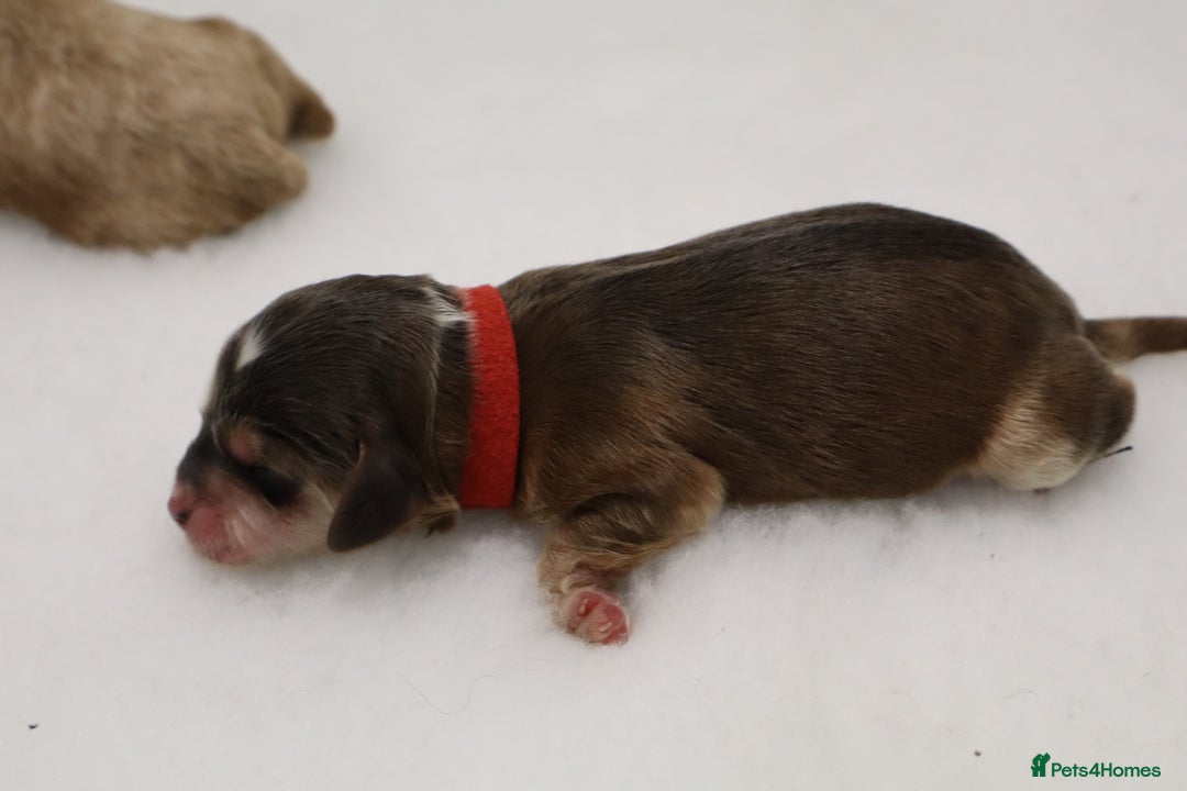 Cockapoo dogs for sale: 5 * BREEDERS, ELITE COCKAPOOS F1 PUPPIES - Advert 15