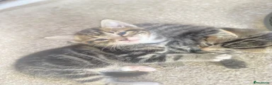 Tabby boy 1