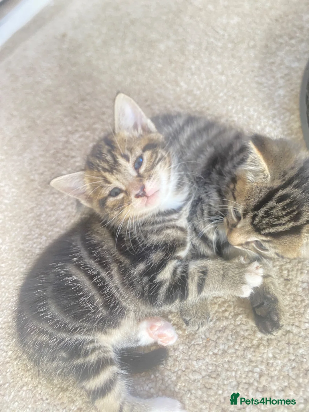 Mixed Breed cats for sale: Tabby kittens  in Bexleyheath - Advert 2