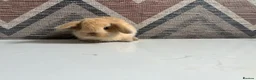 Lionhead rabbits for sale: mini lops  ready to  reserve  - Advert 7