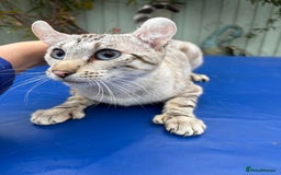 Keetso cats for sale: Superb polydactyl curled eared Keetso girl  - Image 11