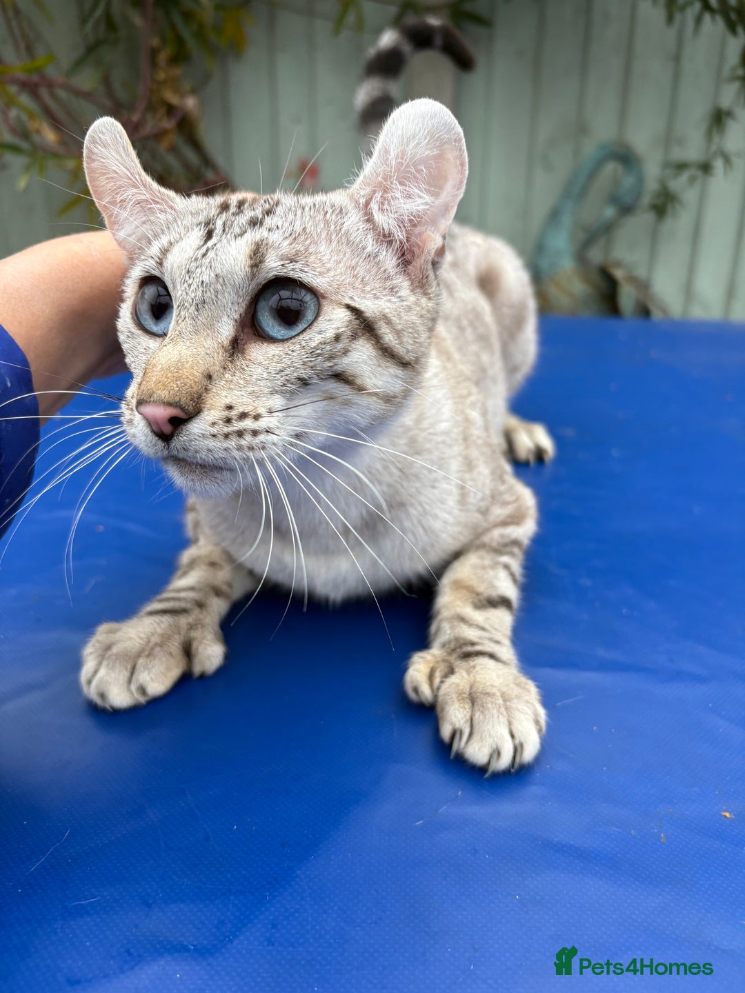 Keetso cats for sale: Superb polydactyl curled eared Keetso girl  - Image 11