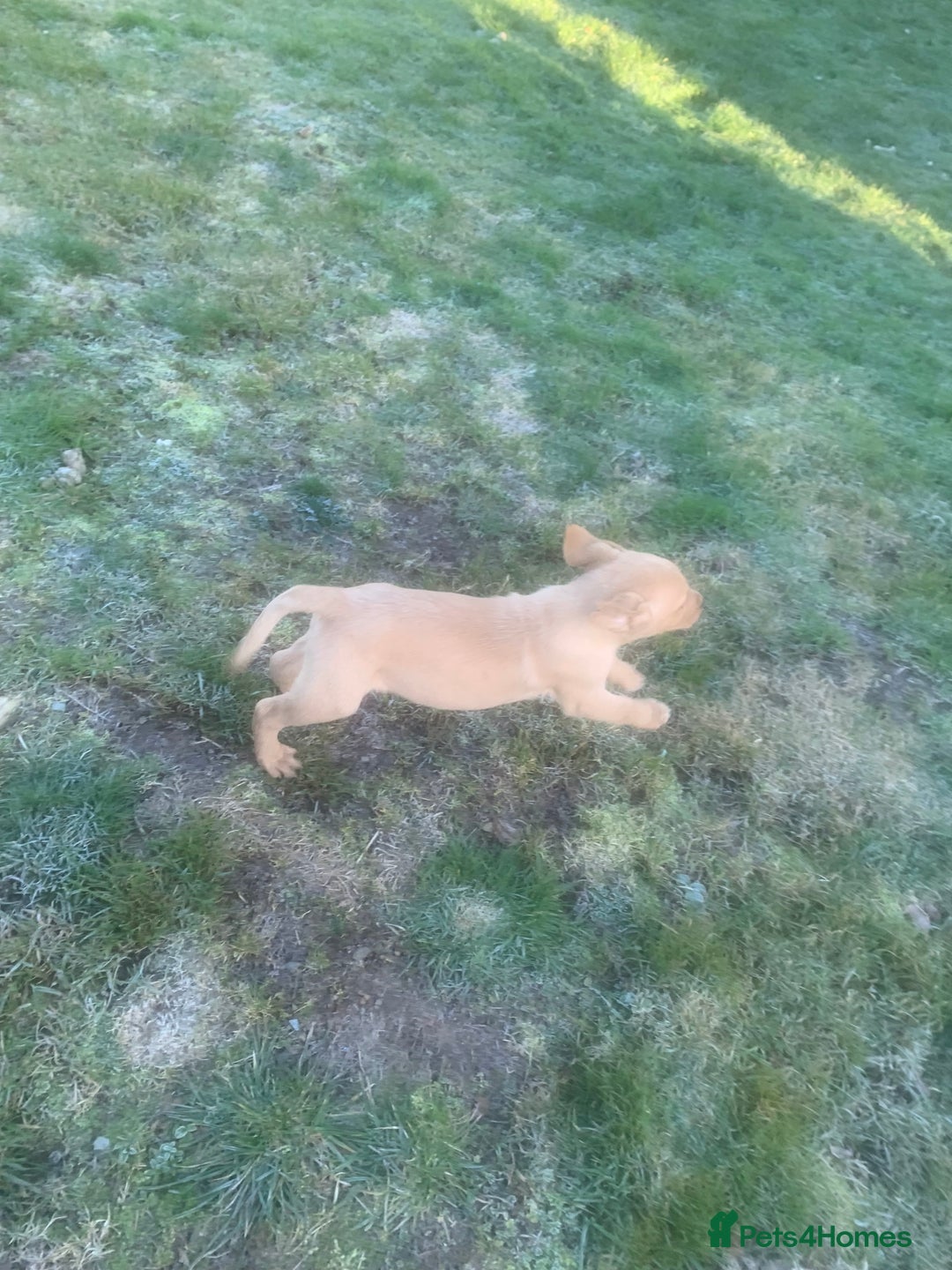 Labrador Retriever dogs for sale: Stunning litter of 9 pups - Advert 24