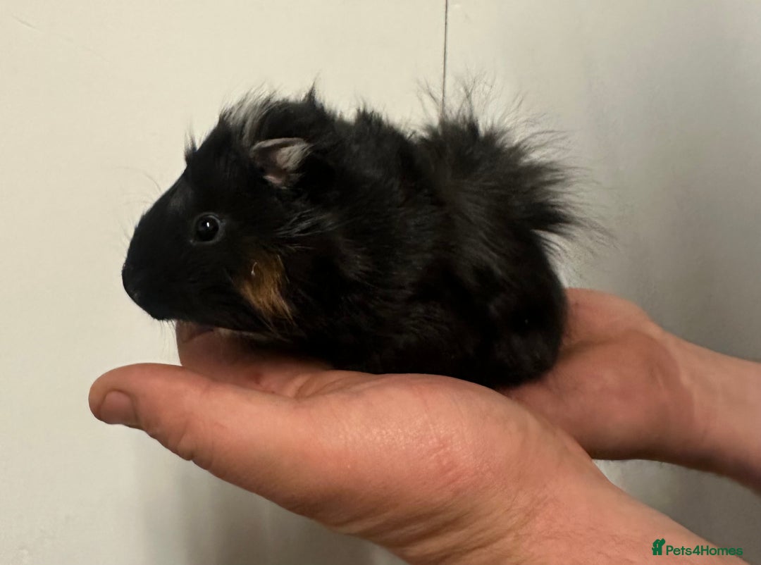 Guinea Pig rodents for sale: 7 week old babies, boys and girls available  - Image 3