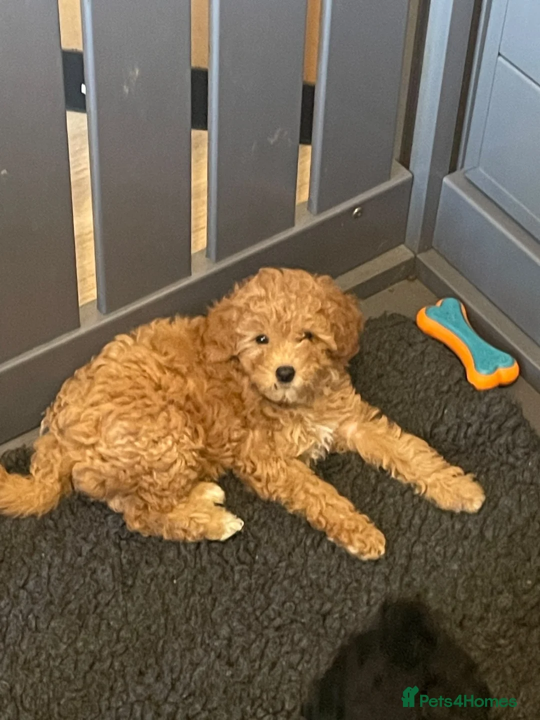 Cavapoo dogs for sale: GORGEOUS RED F1B CAVAPOO - LAST GIRL - Advert 2