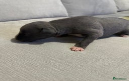 Whippet dogs for sale: Whippet Puppies  - Advert 11