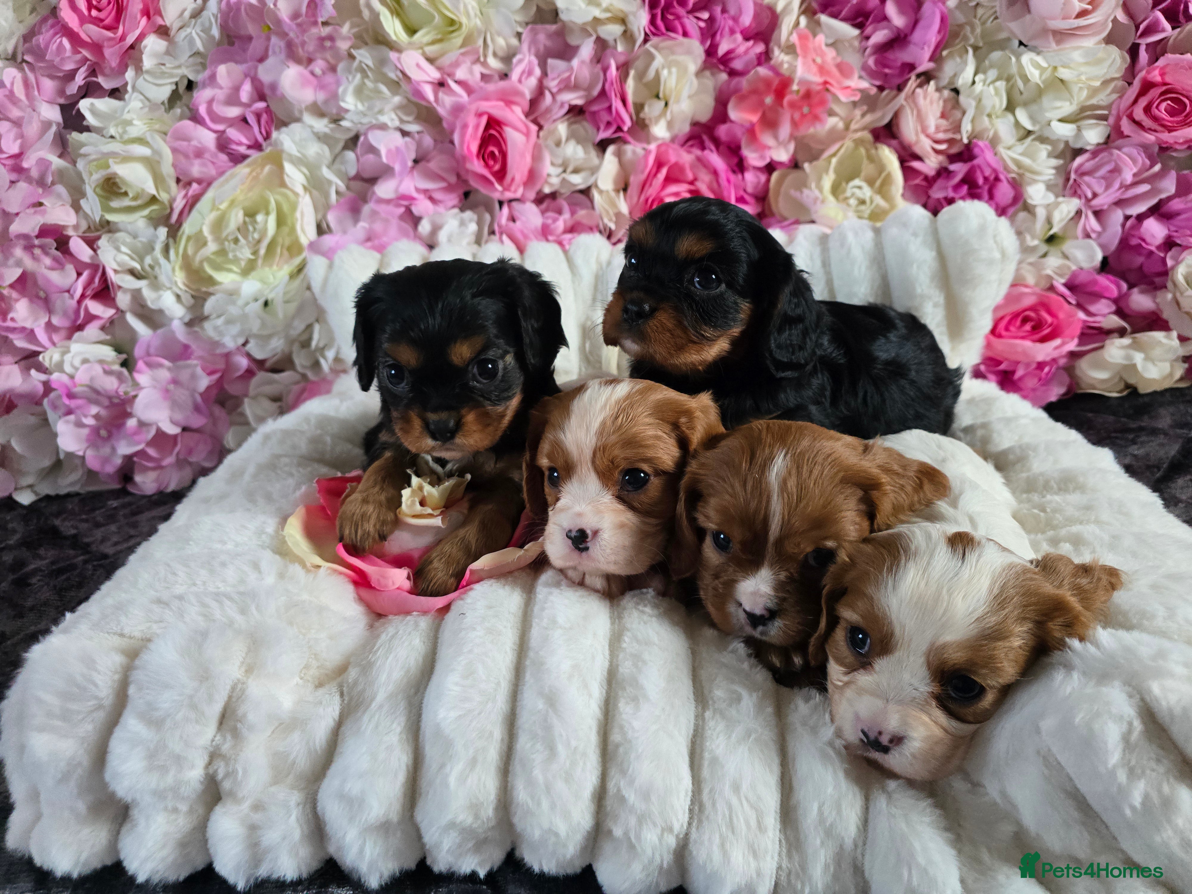 Cavalier King Charles Spaniel dogs Beautiful KC reg Cavalier King Charles Puppies  - Advert 1