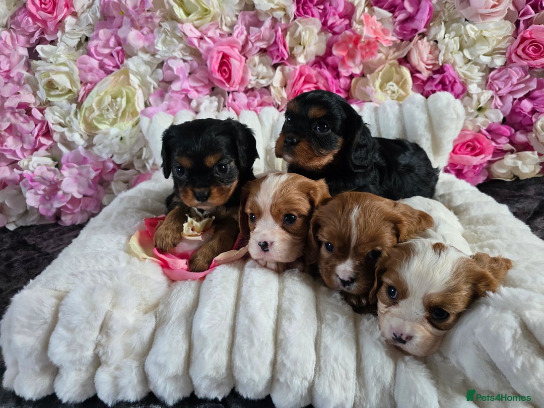 Cavalier King Charles Spaniel dogs for sale: Beautiful KC reg Cavalier King Charles Puppies  - Advert 9