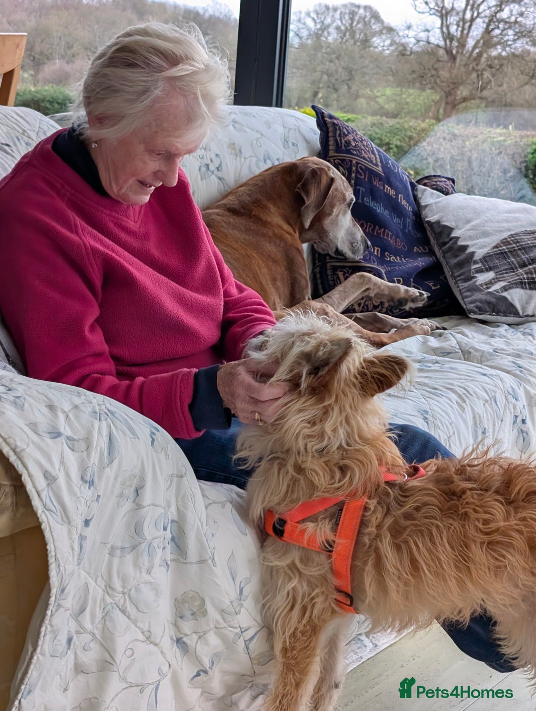 Mixed Breed dogs for adoption: Milo, a friendly young boy.  - Advert 3