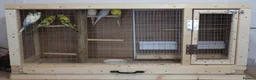 Budgerigars birds for sale: Budgie Cage & Six Mature Hens - Advert 1