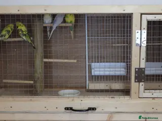 Budgerigars birds Budgie Cage & Six Mature Hens - Advert 1