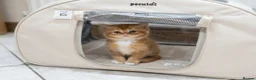 British Shorthair cats for sale: Adorable Kittens Ready For Reservation  in Leamington Spa - Advert 1