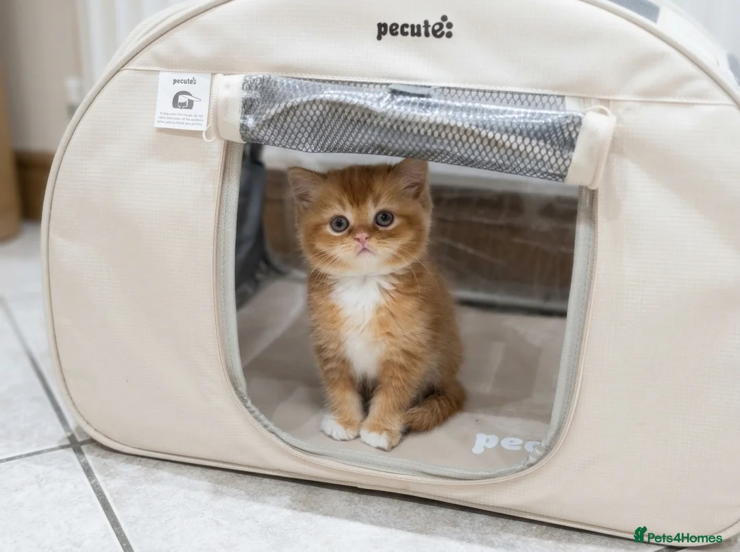 British Shorthair cats for sale: Adorable Kittens Ready For Reservation  in Leamington Spa - Advert 1