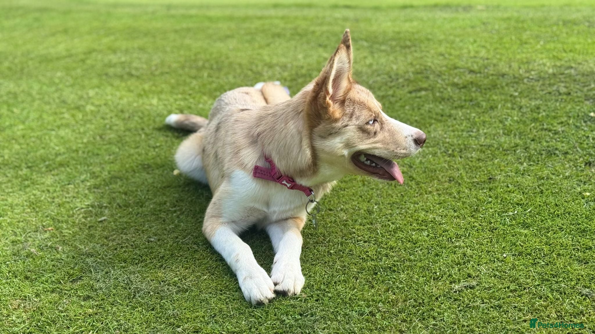 Mixed Breed dogs Beautiful Blue-Eyed Aussie Shepherd Husky Mix - Advert 2