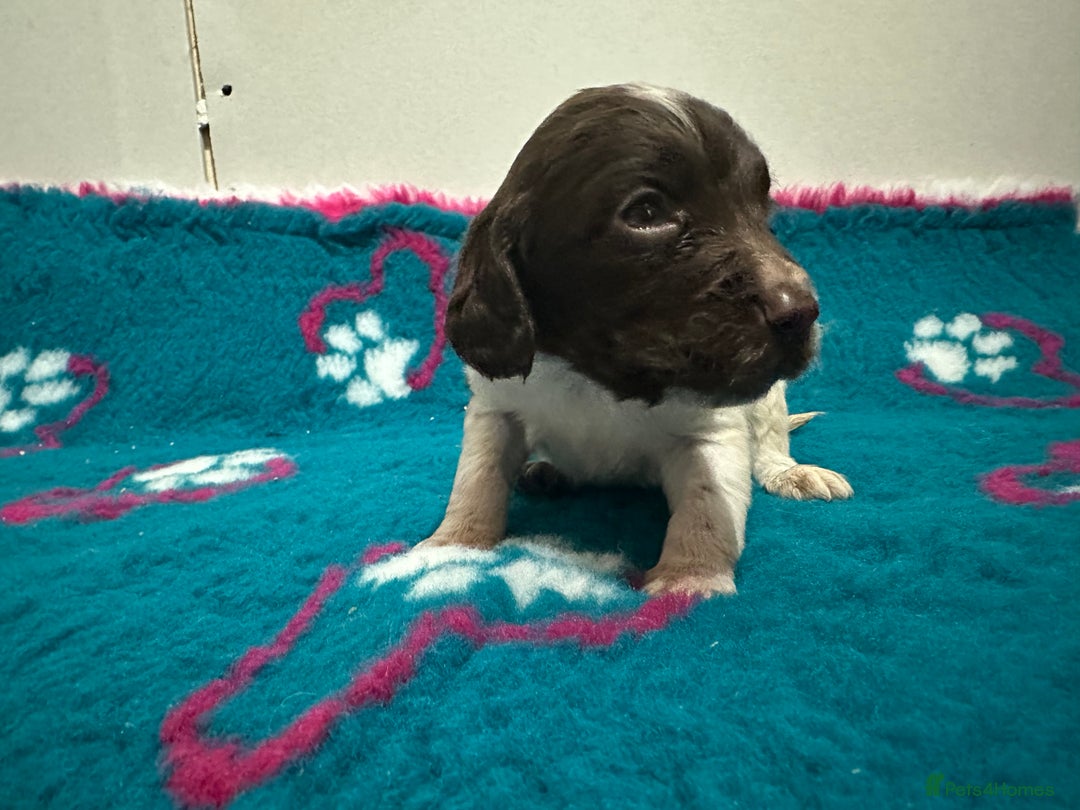 Sprocker dogs for sale: Sprocker spaniel puppies  - Advert 13