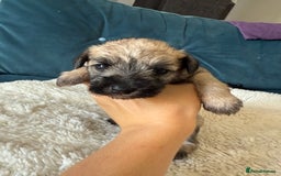 Miniature Schnauzer dogs for sale: Beautiful litter of Miniature Shnauzers  - Image 24