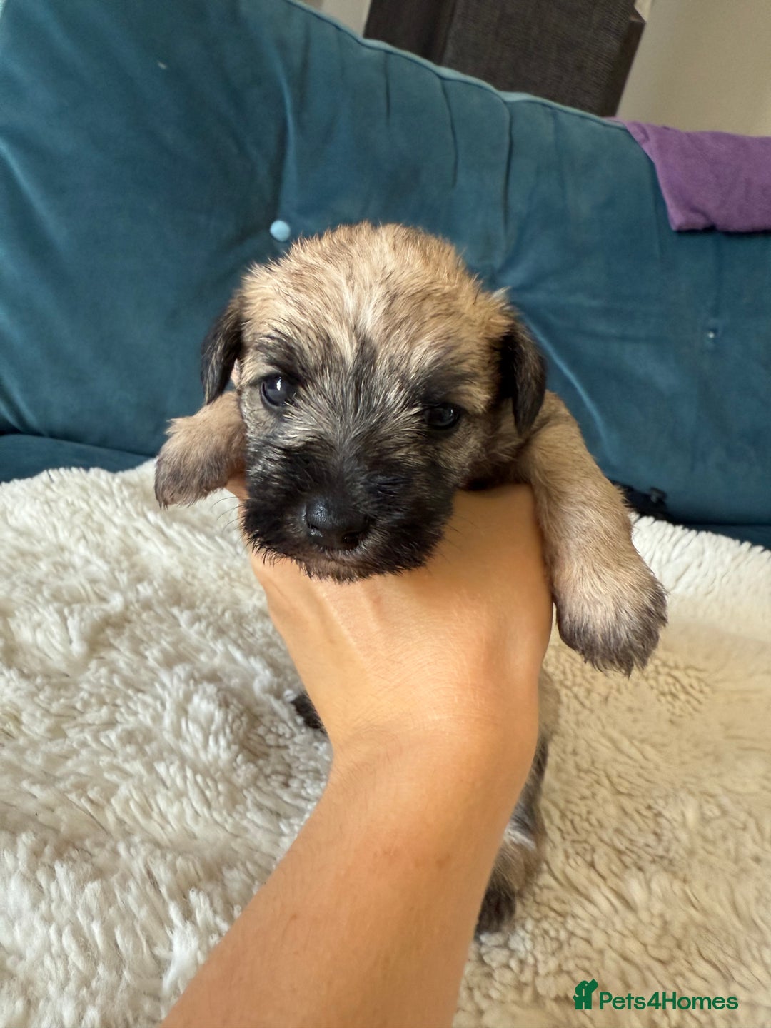 Miniature Schnauzer dogs for sale: Beautiful litter of Miniature Shnauzers  - Image 24