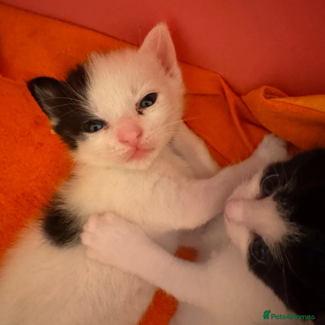 European cats for sale:  Two Kittens Looking for loving Home! 🏡❤️ in London - Advert 2